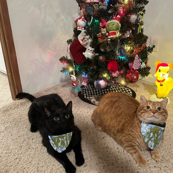 🐈🐈‍⬛ - Picture 10 of 16